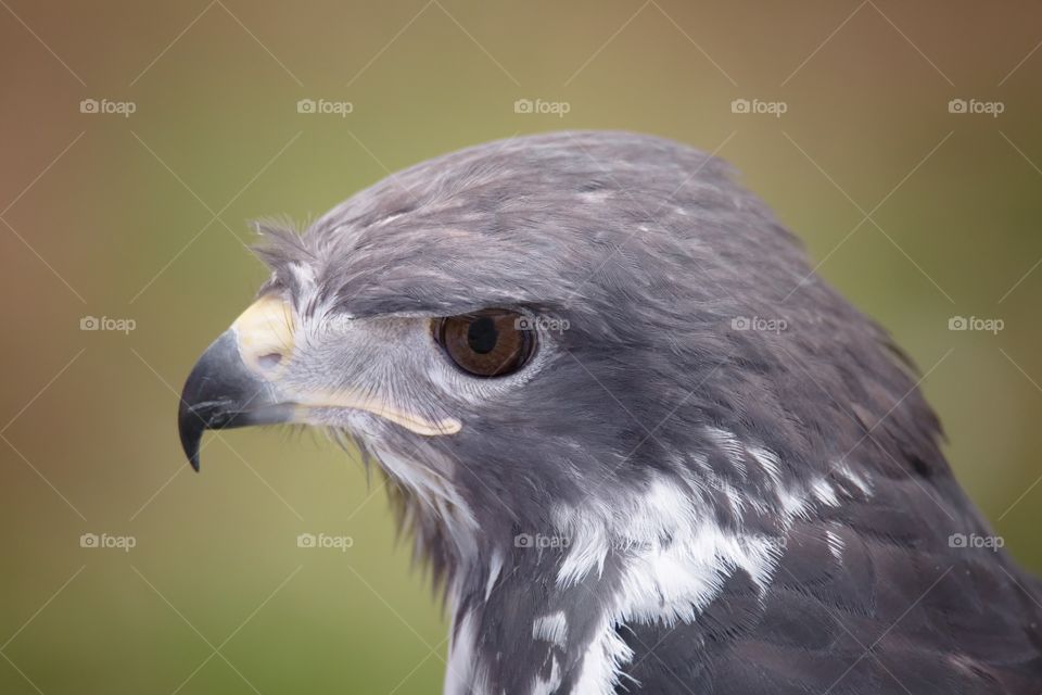 Close-up of eagle