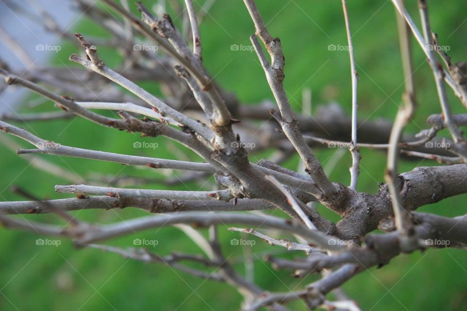 Flowers, branch, Winter, cold 