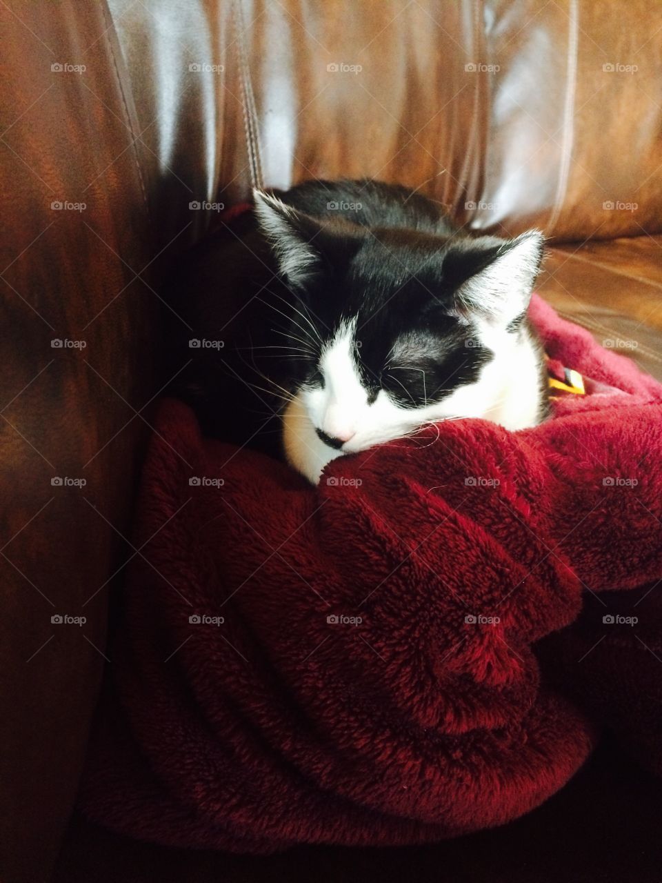 A winter nap on top of a soft blanket. 