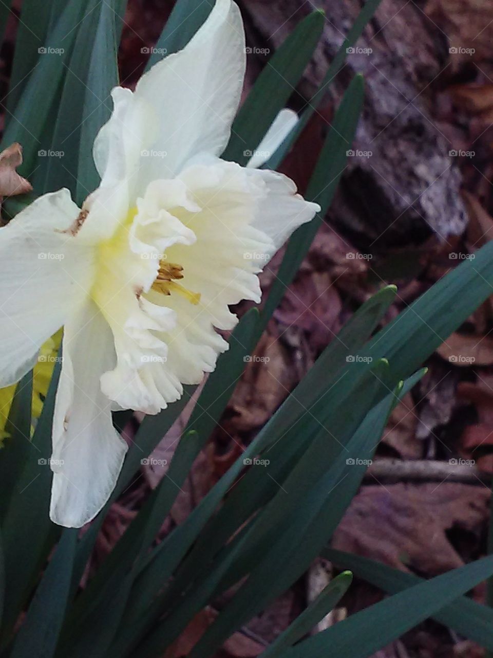 Flower, Flora, No Person, Leaf, Nature
