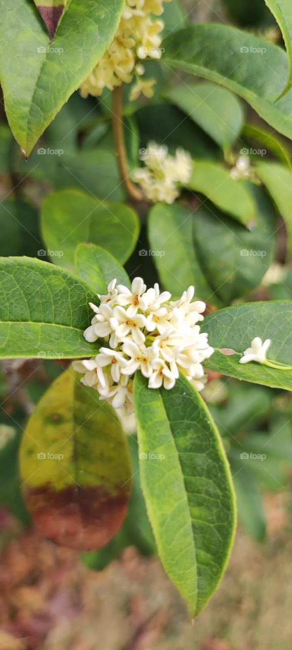 Flowers in the corner