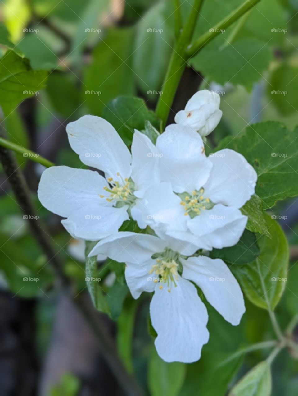 apple blossoms