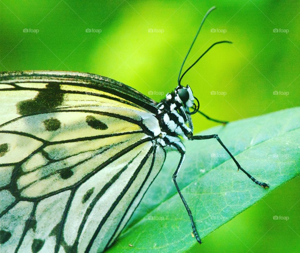 Butterfly at rest
