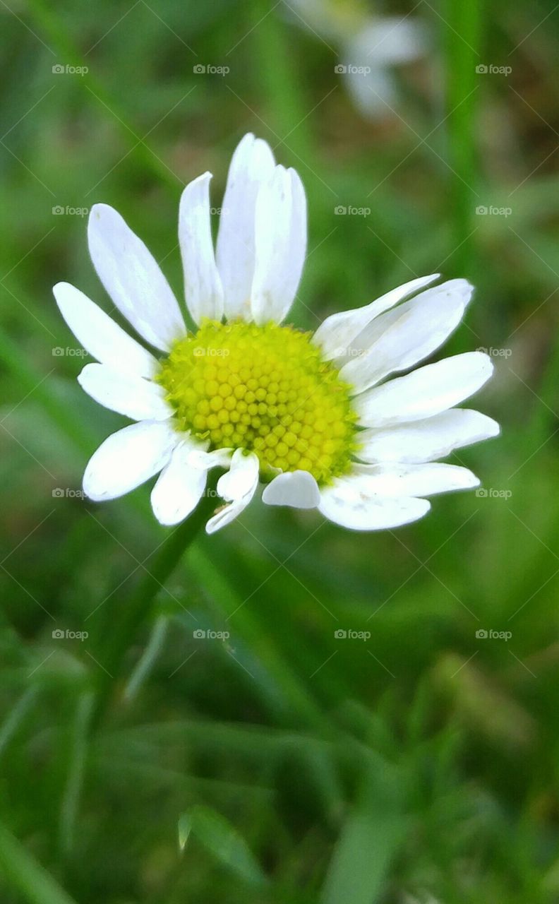 Close up tiny flower
