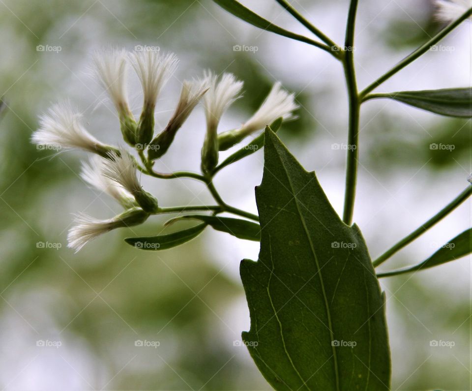 closeup of flowers and leaves.