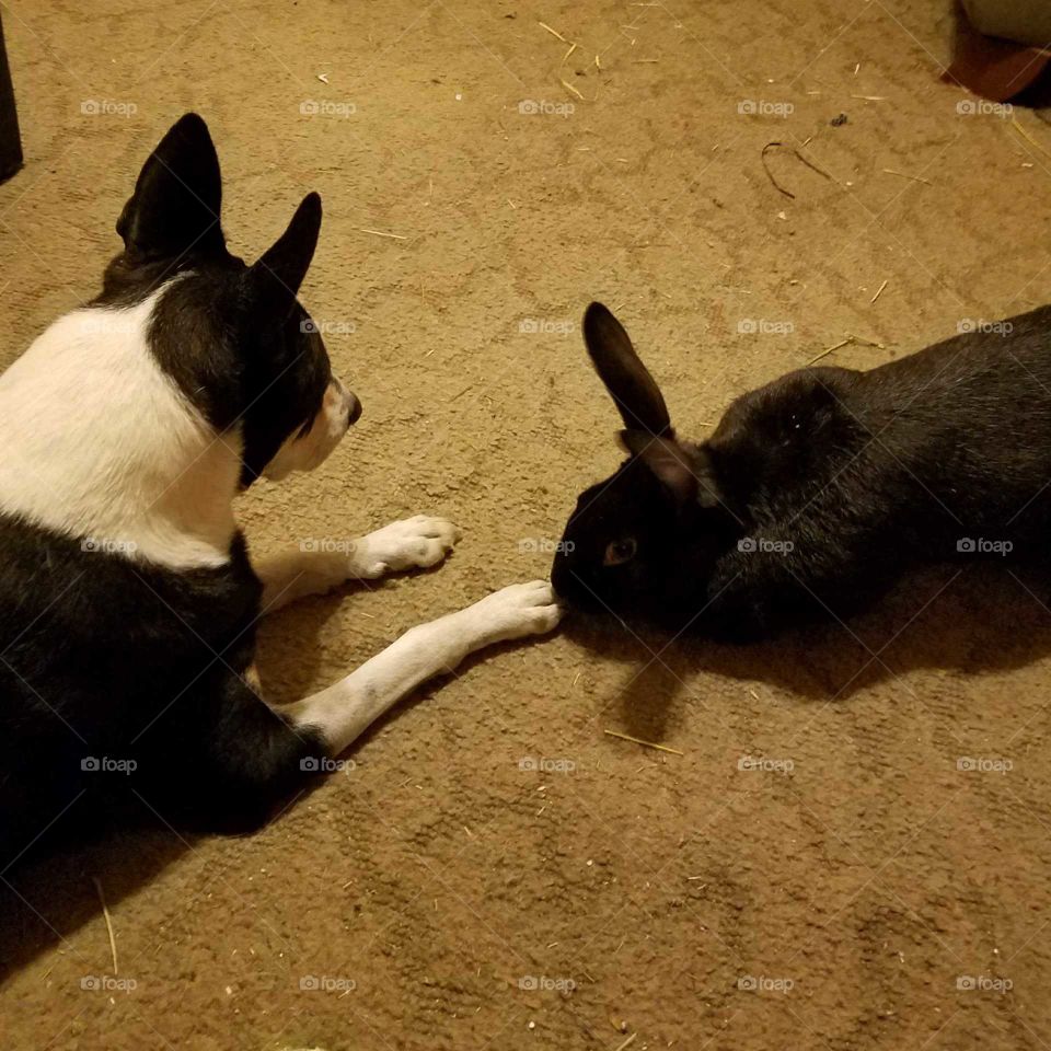 Dog and Rabbit