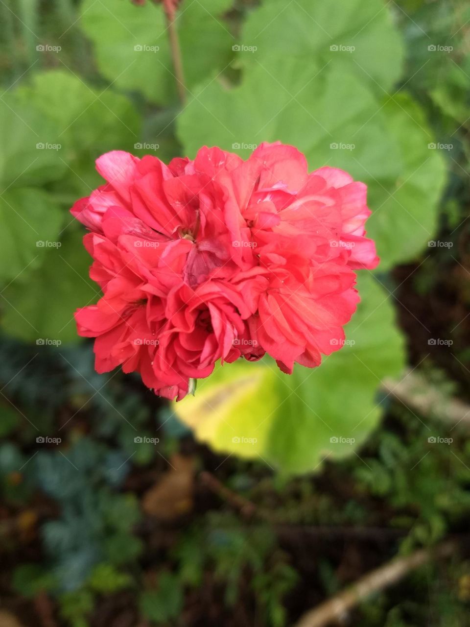 red Flower