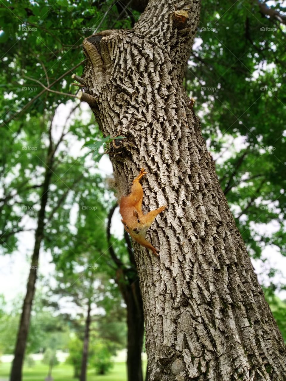 Squirrel