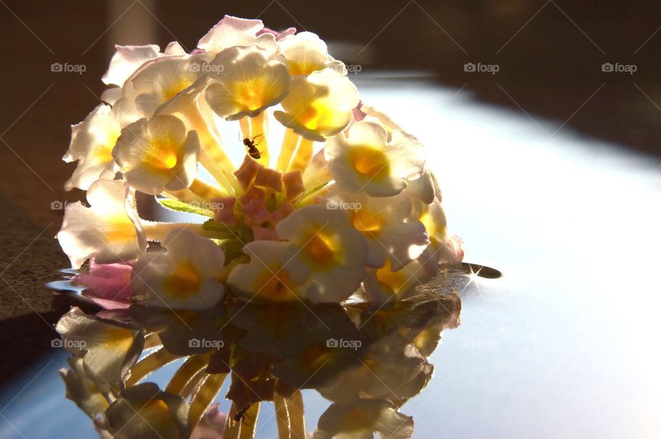 Close-up photo of flowers laying in a puddle of water.