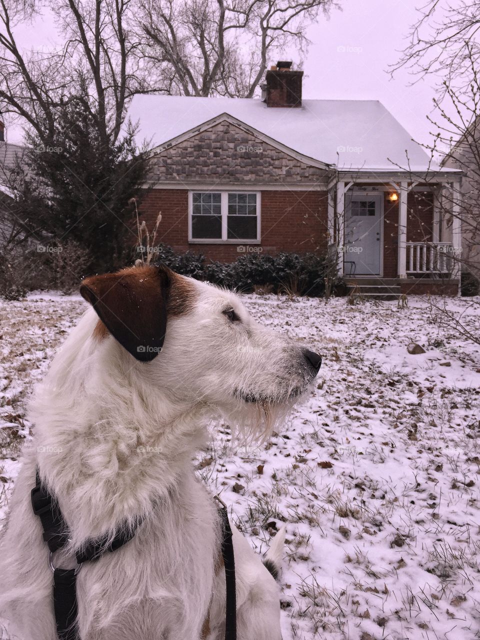 Red and white terrier in snowy scene 