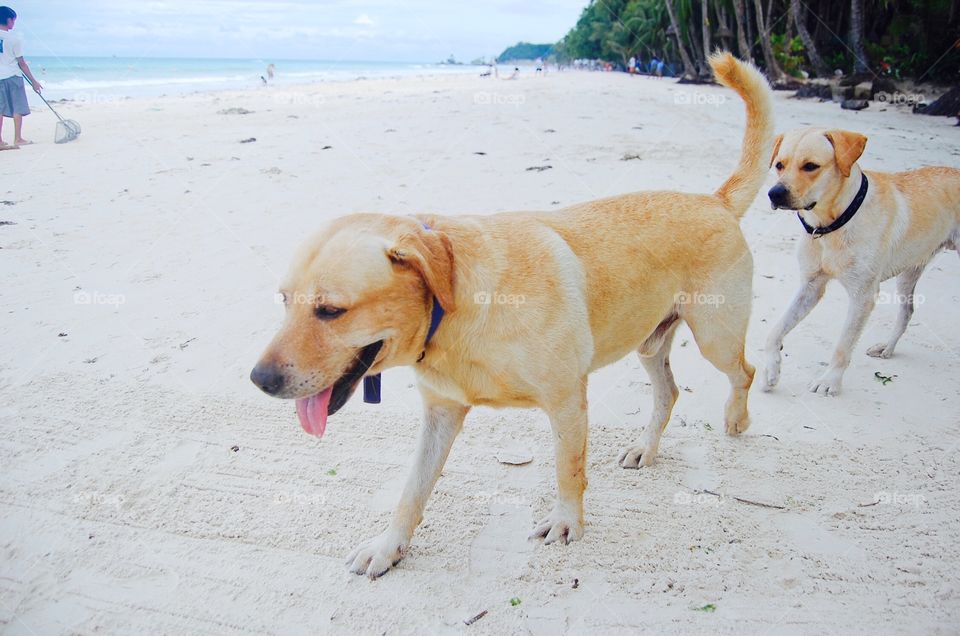 Beach Labradors 