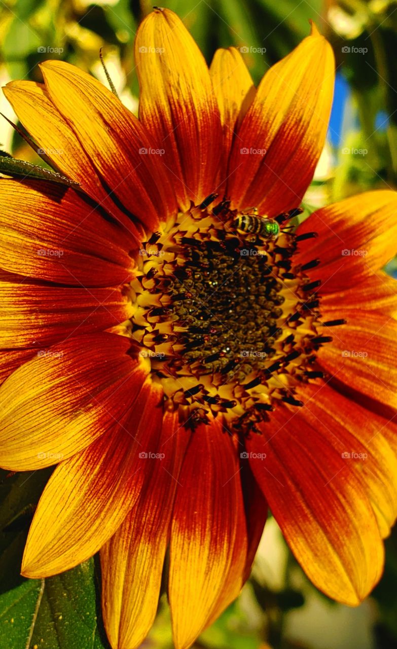 Oregon Green sweetbee resting on heirloom sunflower in afternoon sunlight