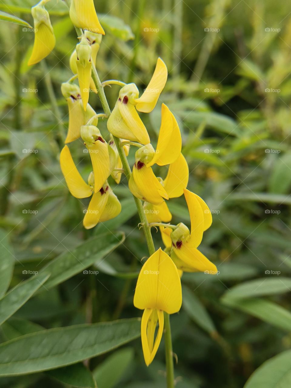 Crotalaria