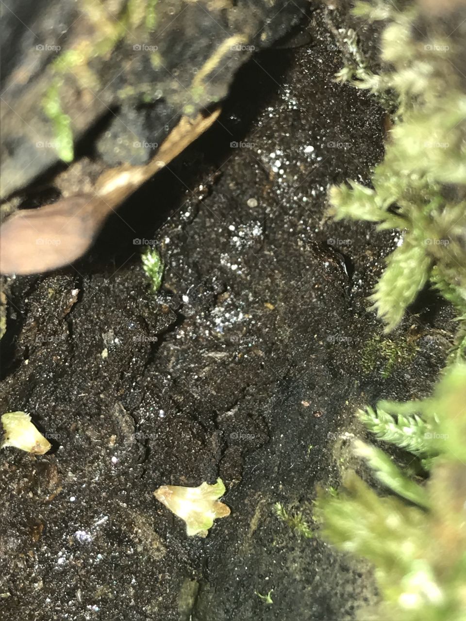 Intérieur d’un arbre 