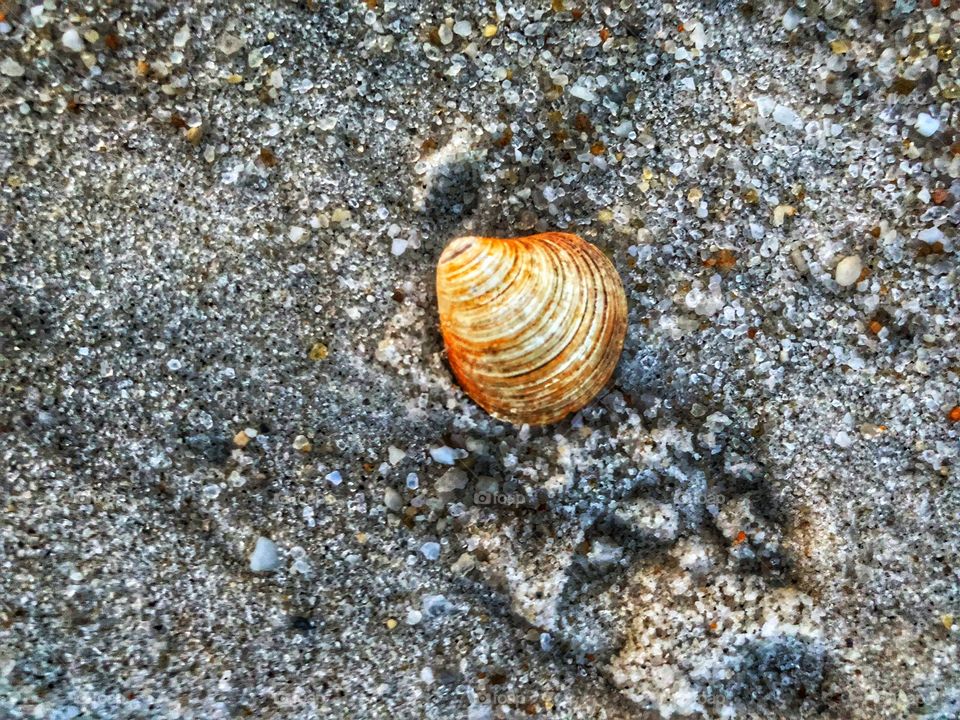 Seashell in the sand 