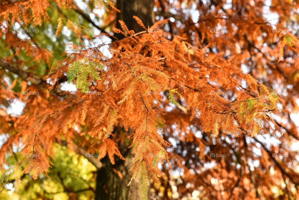 Close-up of autumn tree