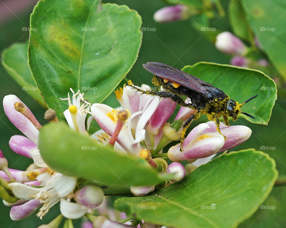Wasp on Myers Lemon tree in bloom