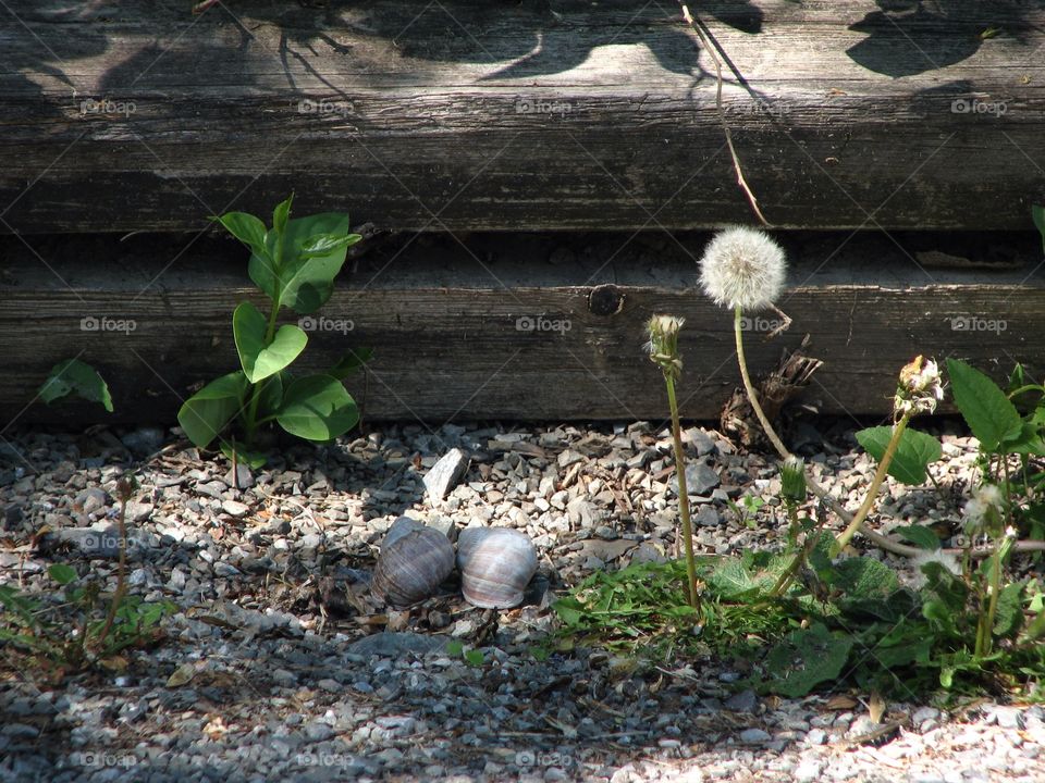 Nature, Wood, Leaf, No Person, Flower