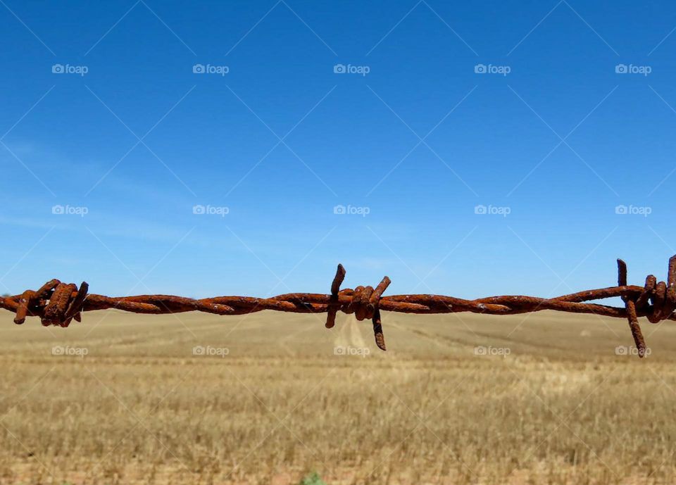 Barbed wire fence at a wheat field 