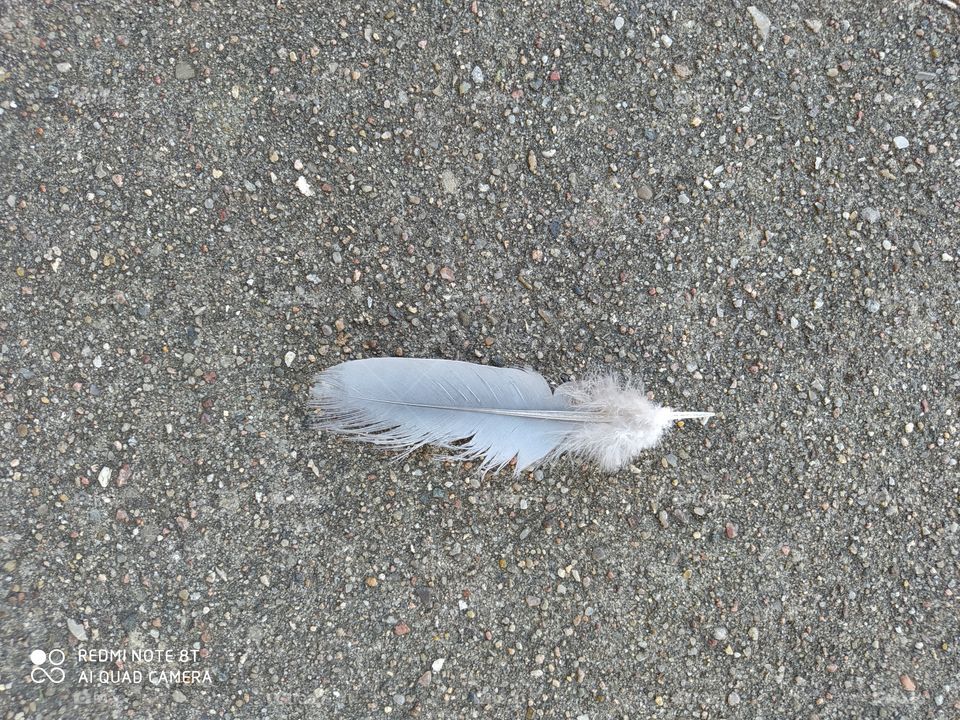 feather