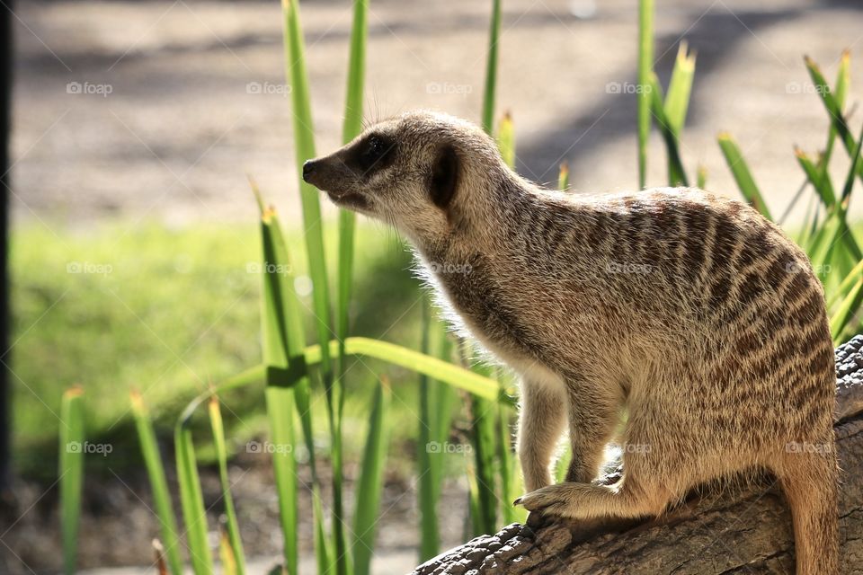 South African Meerkat sitting, side body, otherwise known as Suricate, mongoose family, closeup