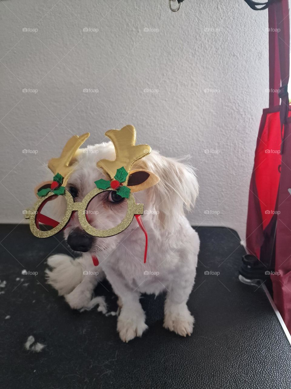 dog ready for carnivale