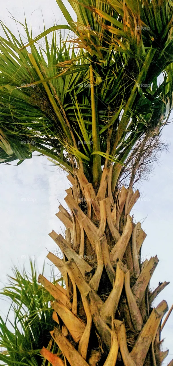 PalmTree