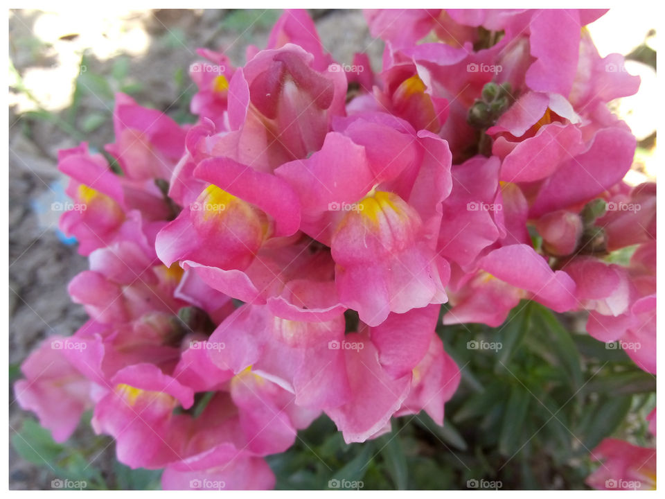 Beautiful flower market garden