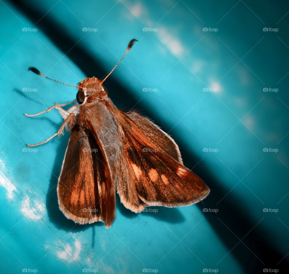 A delicate orange hued moth takes an afternoon rest on a water hose in San Diego, California 