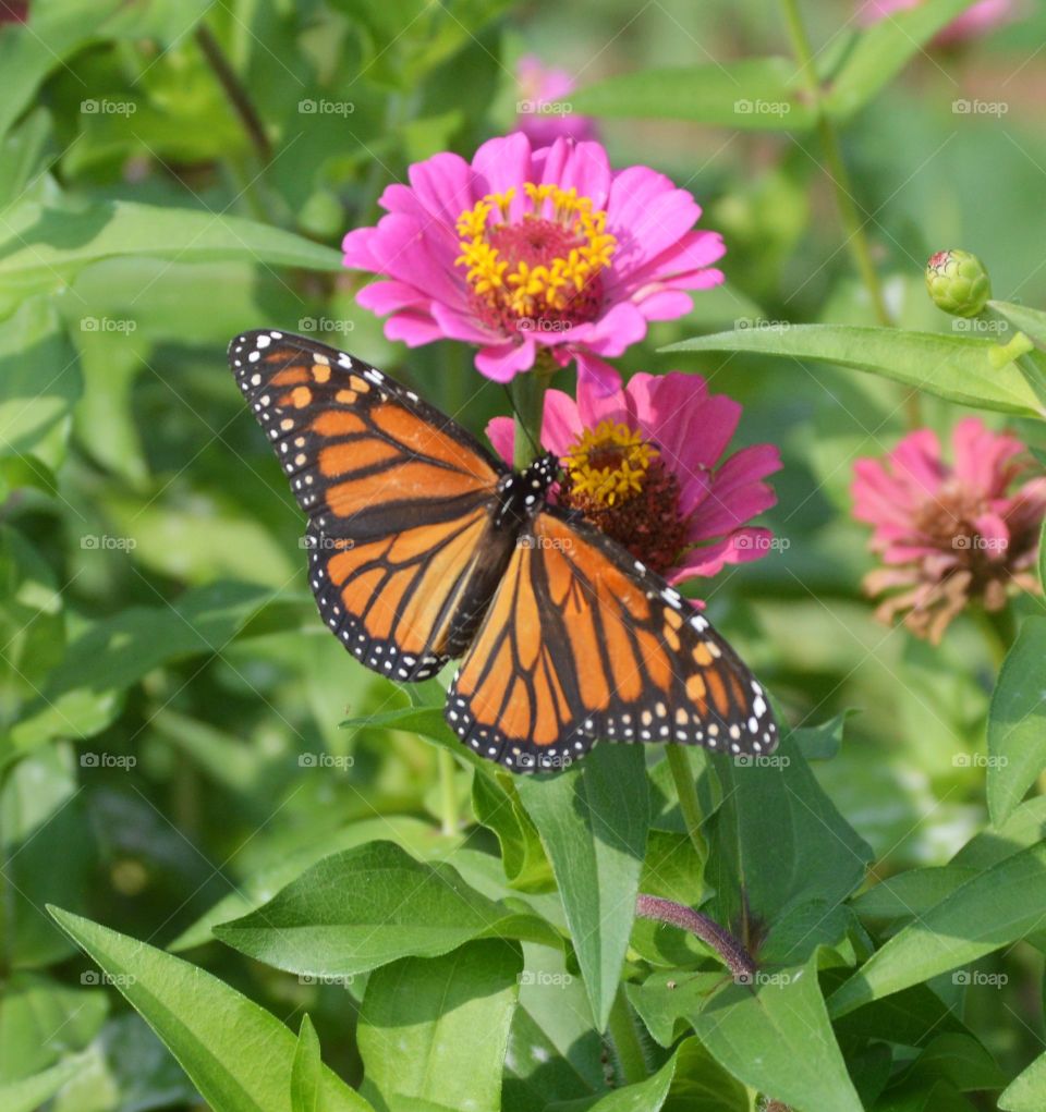 Monarch on pink zinnia