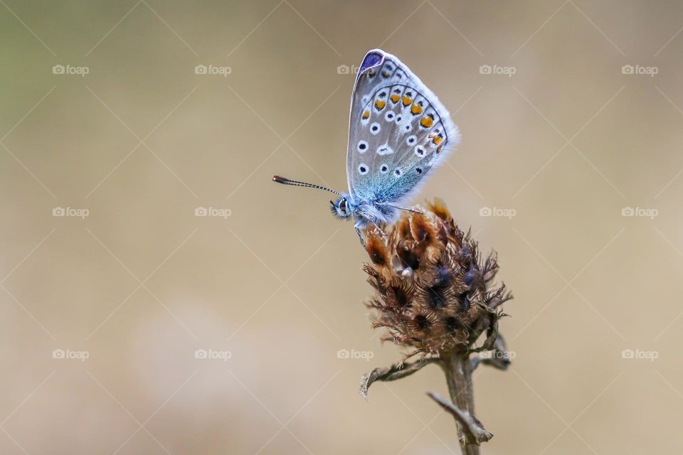 Colorful butterfly close-up on a wild flower