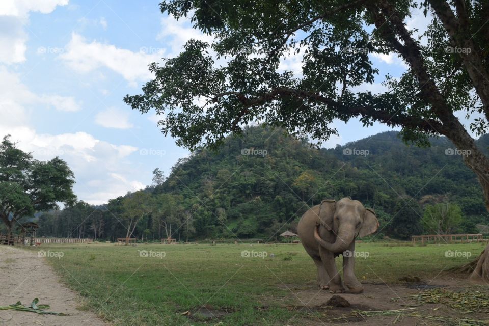 Elephant under tree