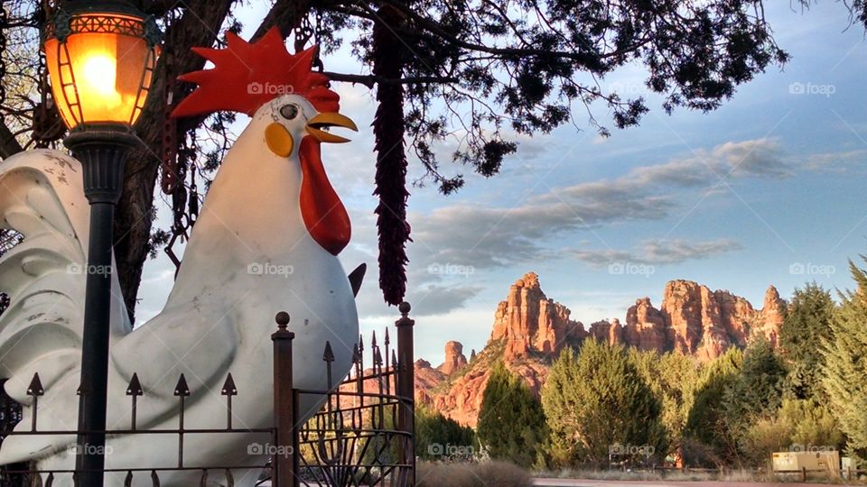 Rooster sunset