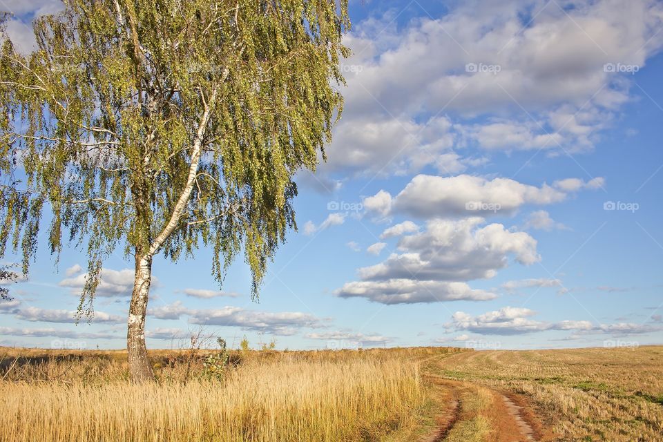Autumn landscape. Russian birch in the field against the blue sky.