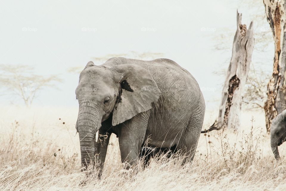 Elephant in grasslands of Serengeti National Park 