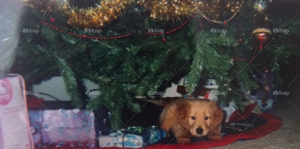 My favorite Christmas gift 😍