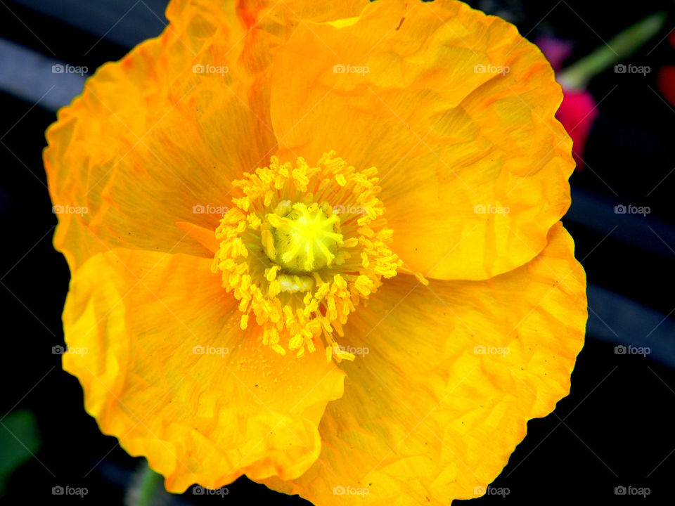 Amazing silhouette of a yellow poppy 