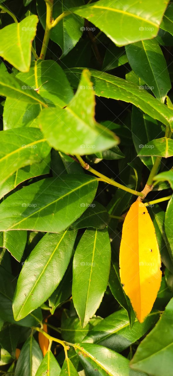 This is how autumn begins to gradually change the color of the leaves