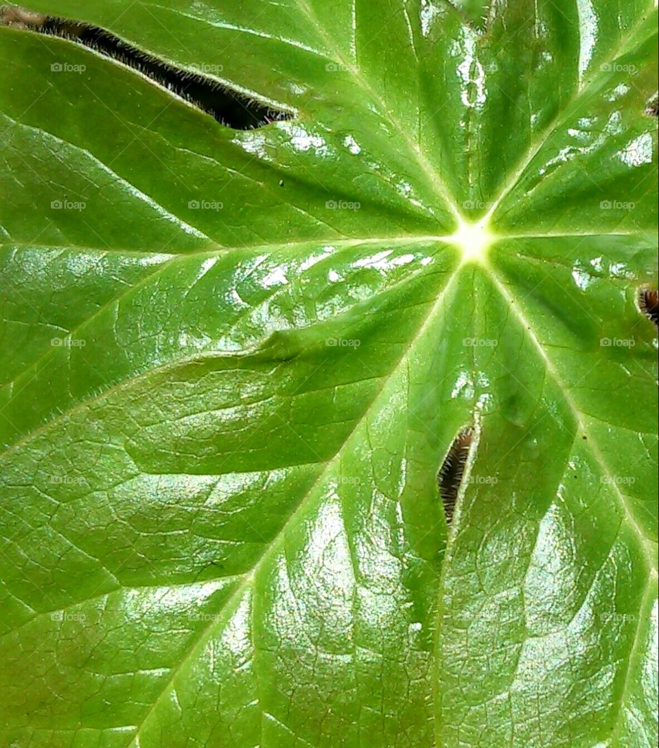 Leaf, No Person, Growth, Nature, Flora