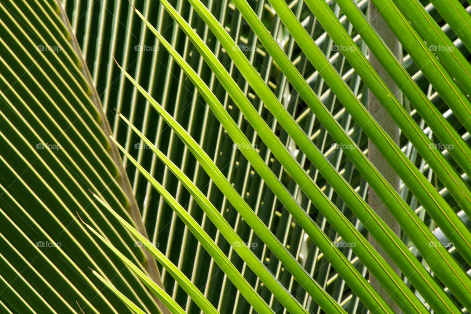 green pattern palm leaf by shotmaker