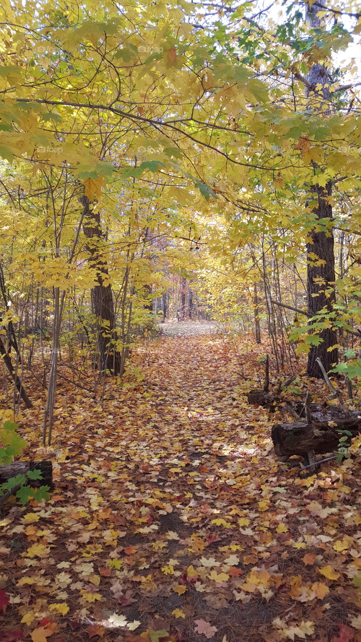 Fall, Leaf, Wood, Tree, Park
