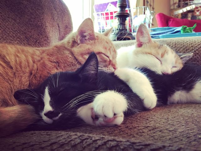Catnap 