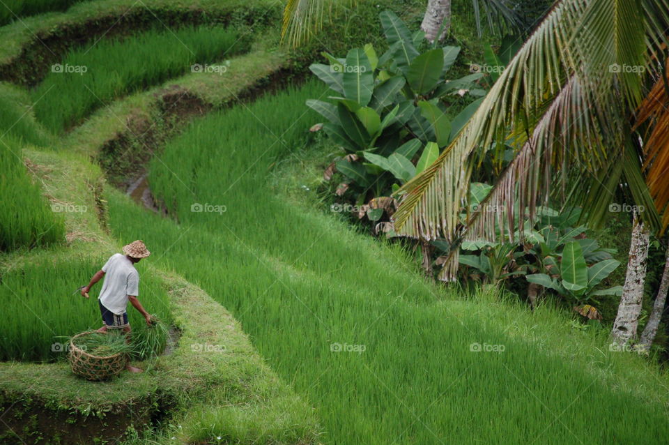 At work in rice field