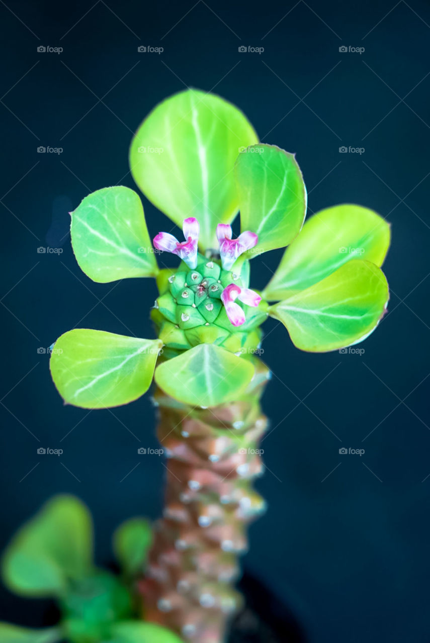 Beautiful Flowers of Euphorbia Milloti. it's one of  collector favourite plants