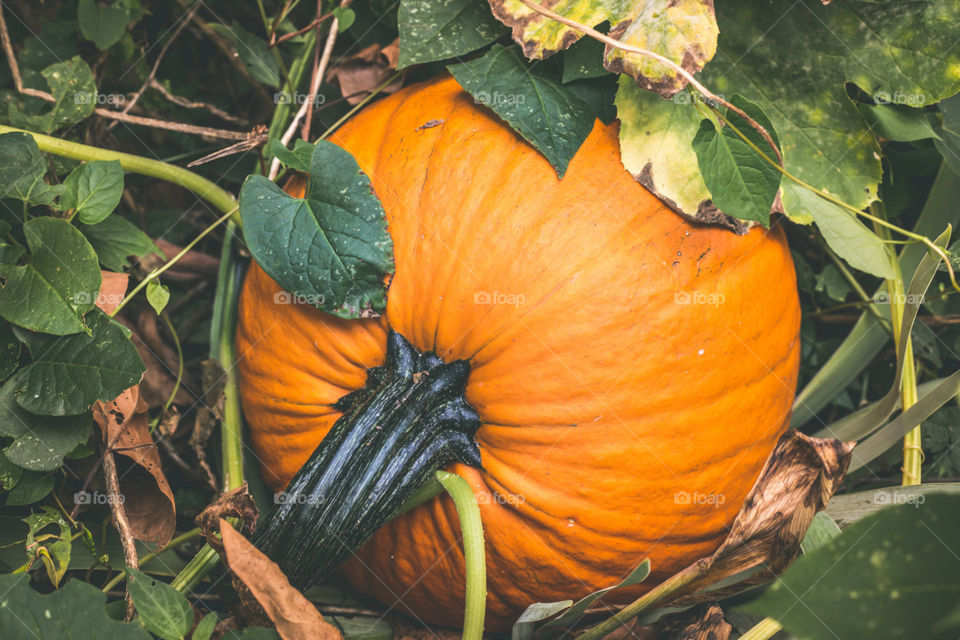 Pumpkin on vine