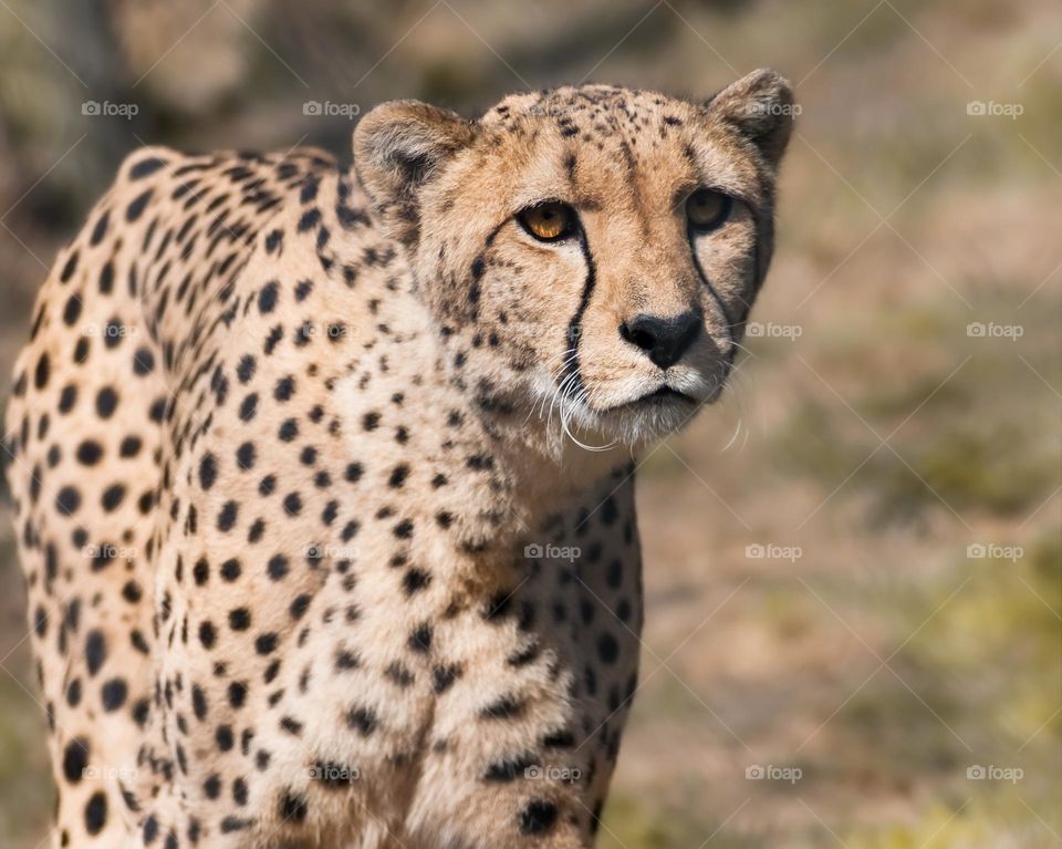 Cheetah