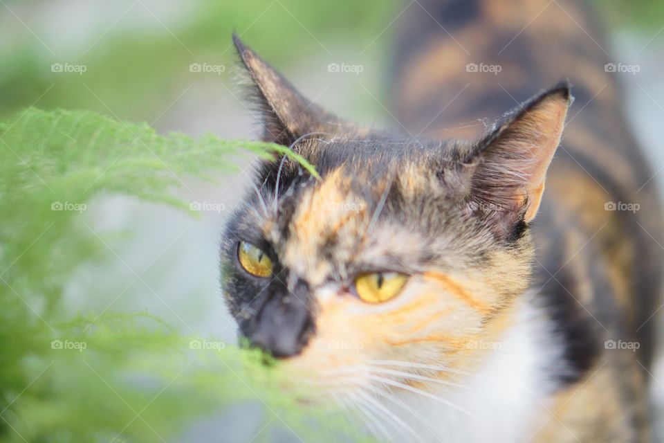 Eye, Cute, Cat, Fur, Nature