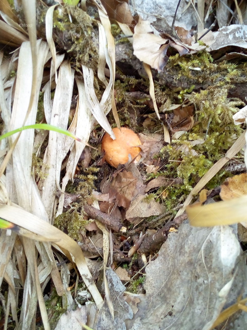 Mushrooms from the Black Forest