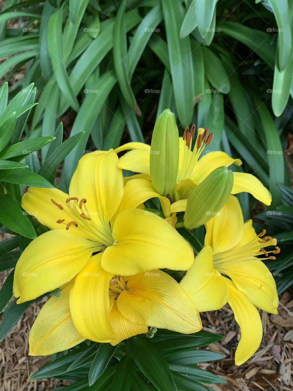 Yellow Daylilies - wild yellow bell-shaped lilies are a perennial growing flowers that come up every spring to decorate the landscape 