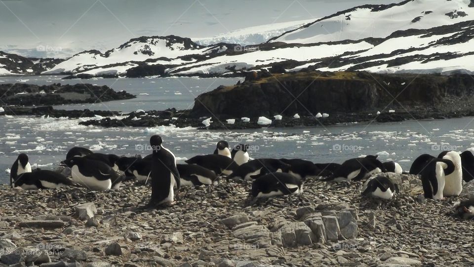 Penguin Landscape